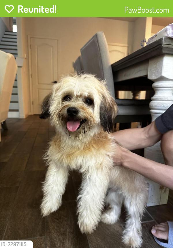 Reunited Male Dog last seen Near Lone Tree Way Antioch, CA  94531 United States, Antioch, CA 94531