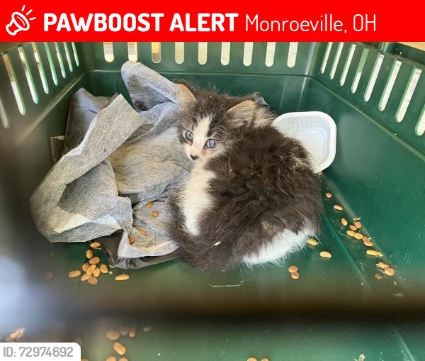 Lost Unknown Cat last seen Near Monroe st, Monroeville, OH 44847