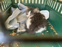 Lost Unknown Cat last seen Near Monroe st, Monroeville, OH 44847
