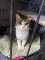 Found/Stray Unknown Cat last seen Emerald village Inver grove heights , Inver Grove Heights, MN 55077