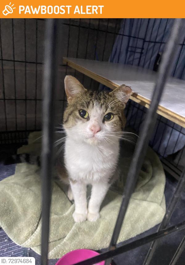 Found/Stray Unknown Cat last seen Emerald village Inver grove heights , Inver Grove Heights, MN 55077