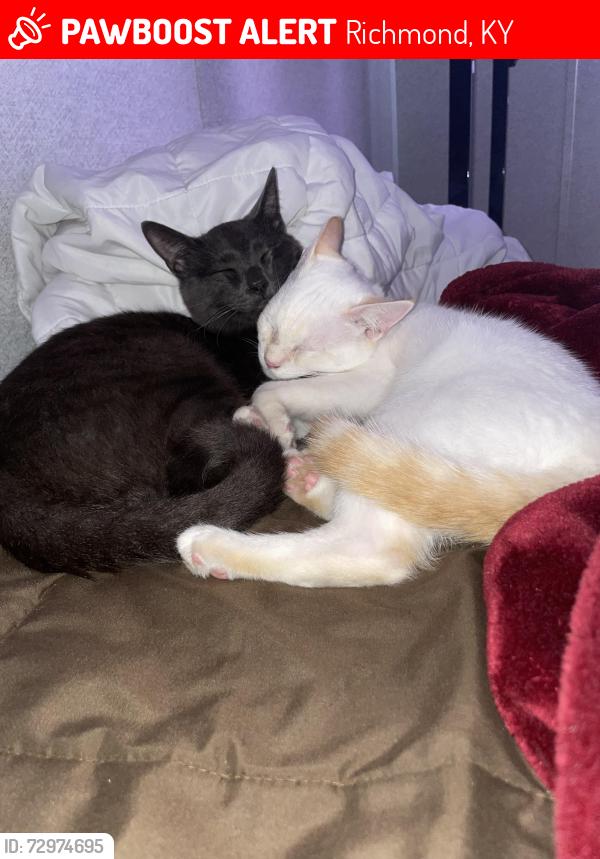 Lost Male Cat last seen Boonesborough Rd, Richmond, KY 40475