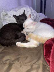 Lost Male Cat last seen Boonesborough Rd, Richmond, KY 40475