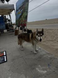 Lost Unknown Dog last seen Sunset, Los Angeles, CA 90291
