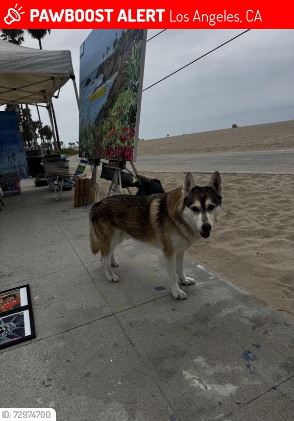 Lost Unknown Dog last seen Sunset, Los Angeles, CA 90291