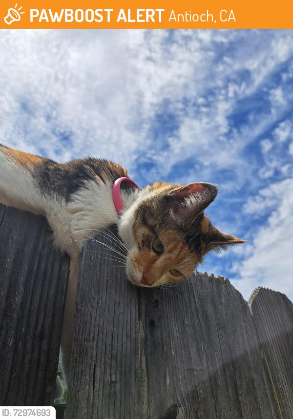 Found/Stray Female Cat last seen E 19th street, Antioch, CA 94509