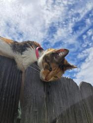 Found/Stray Female Cat last seen E 19th street, Antioch, CA 94509