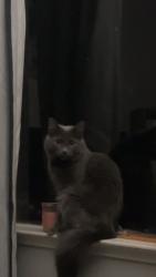 Reunited Female Cat last seen University and massachusetts , La Mesa, CA 91942