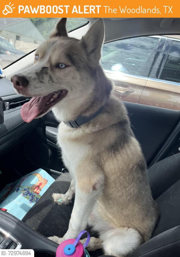 Found/Stray Male Dog last seen Grogans mill and north millbends, The Woodlands, TX 77381
