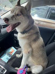 Found/Stray Male Dog last seen Grogans mill and north millbends, The Woodlands, TX 77381