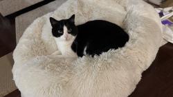 Lost Male Cat last seen Lifetime gym parking lot , Orland Park, IL 60467