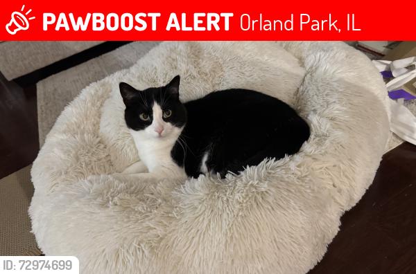 Lost Male Cat last seen Lifetime gym parking lot , Orland Park, IL 60467