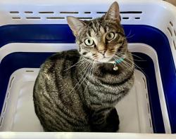 Lost Male Cat last seen West forest subdivison near Oak Grove Rd/Westview Library, Spartanburg, SC 29301
