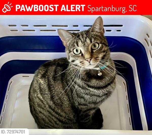 Lost Male Cat last seen West forest subdivison near Oak Grove Rd/Westview Library, Spartanburg, SC 29301