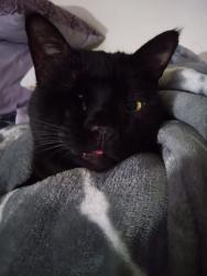 Reunited Male Cat last seen Near vigilante dr , Great Falls, MT 59405