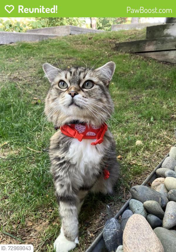 Reunited Female Cat last seen Near w 6th ave, Lakewood, CO 80214