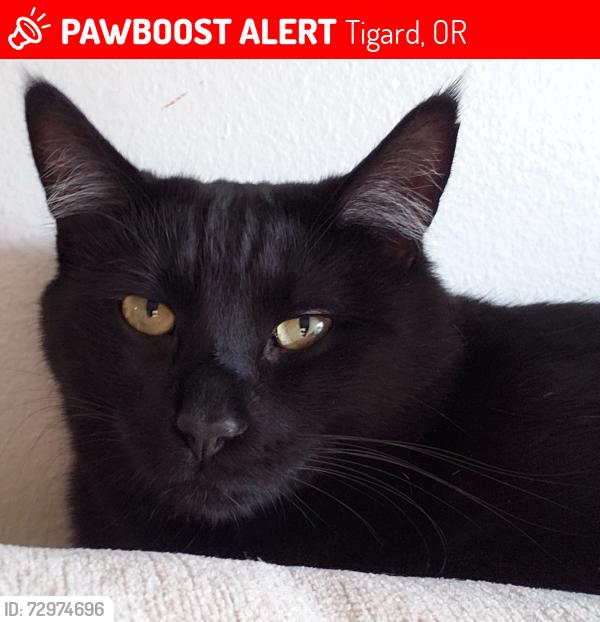 Lost Male Cat last seen 124th and walnut tigard or , Tigard, OR 97223