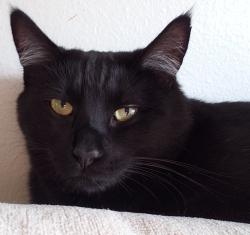Lost Male Cat last seen 124th and walnut tigard or , Tigard, OR 97223