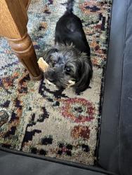 Reunited Female Dog last seen Went east down 5th street , Ocala, FL 34471