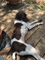Reunited Male Dog last seen Near Arbor Circle, Nee Braunfels, TX, New Braunfels, TX 78130