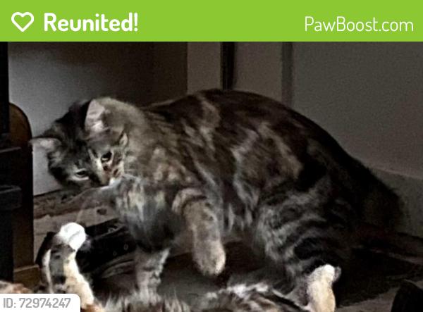 Reunited Female Cat last seen 11th St & 6th St SE, Forest Lake, MN 55025