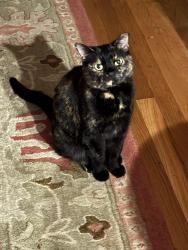 Reunited Female Cat last seen Raintree Rd, Lexington, KY 40502