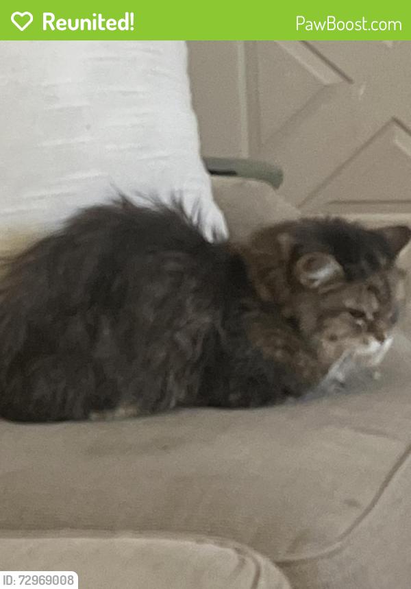 Reunited Female Cat last seen Denver Racket Club, Lakewood, CO 80214