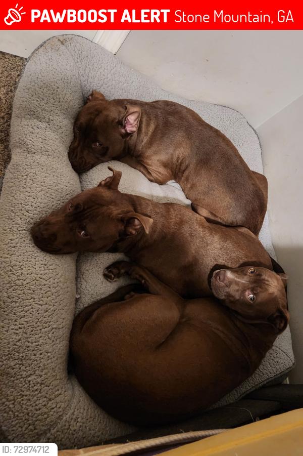 Lost Female Dog last seen Near fourth st, Stone Mountain, GA 30083