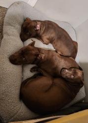 Lost Female Dog last seen Near fourth st, Stone Mountain, GA 30083