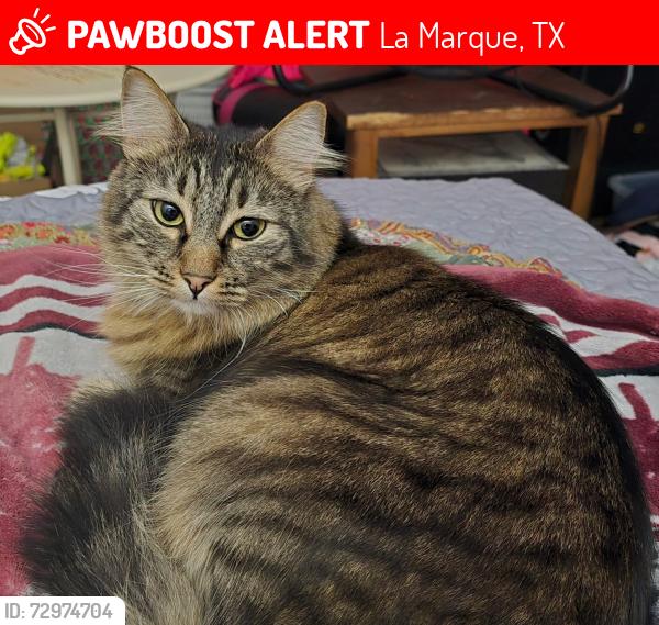 Lost Male Cat last seen Bayou rd, La Marque, TX 77568
