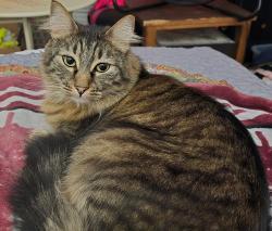 Lost Male Cat last seen Bayou rd, La Marque, TX 77568