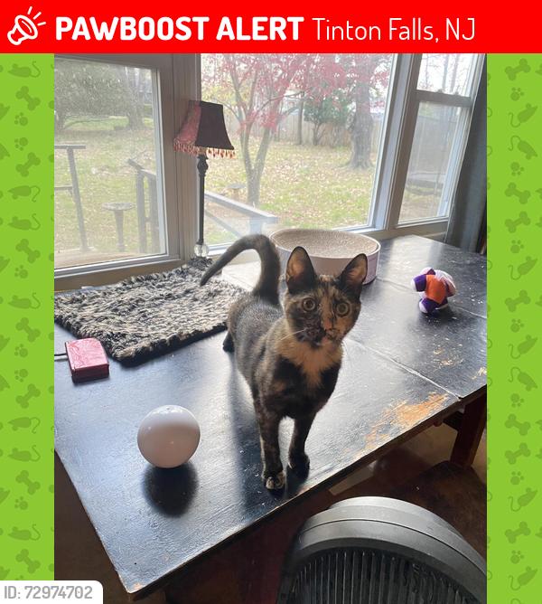 Lost Female Cat last seen Colts Neck Stables, Tinton Falls, NJ 07712