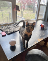 Lost Female Cat last seen Colts Neck Stables, Tinton Falls, NJ 07712
