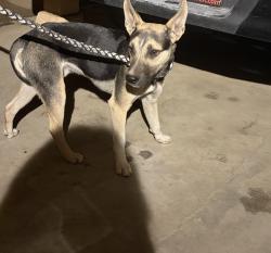 Found/Stray Male Dog last seen W court st San Bernardino , San Bernardino, CA 92410