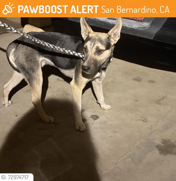 Found/Stray Male Dog last seen W court st San Bernardino , San Bernardino, CA 92410