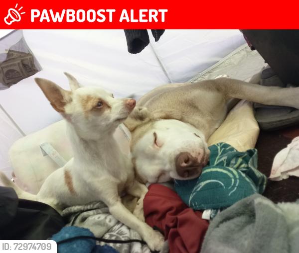 Lost Female Dog last seen East Levee Rd under Main Ave bridge on the bike trail., Sacramento, CA 95838