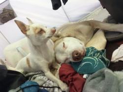 Lost Female Dog last seen East Levee Rd under Main Ave bridge on the bike trail., Sacramento, CA 95838