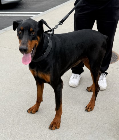 Shelter Stray Male Dog last seen VON KARMAN/MCARTHUR, IRVINE, 6443 Oak Canyon, Irvine, CA 92618, USA