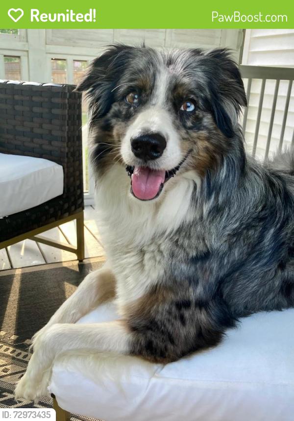 Reunited Male Dog last seen New Hope Valley Railway , New Hill, NC 27562