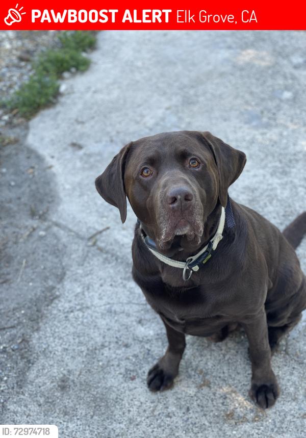 Lost Male Dog last seen Elk Grove Blvd and Stockton Blvd, Elk Grove, CA 95624