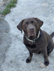 Lost Male Dog last seen Elk Grove Blvd and Stockton Blvd, Elk Grove, CA 95624