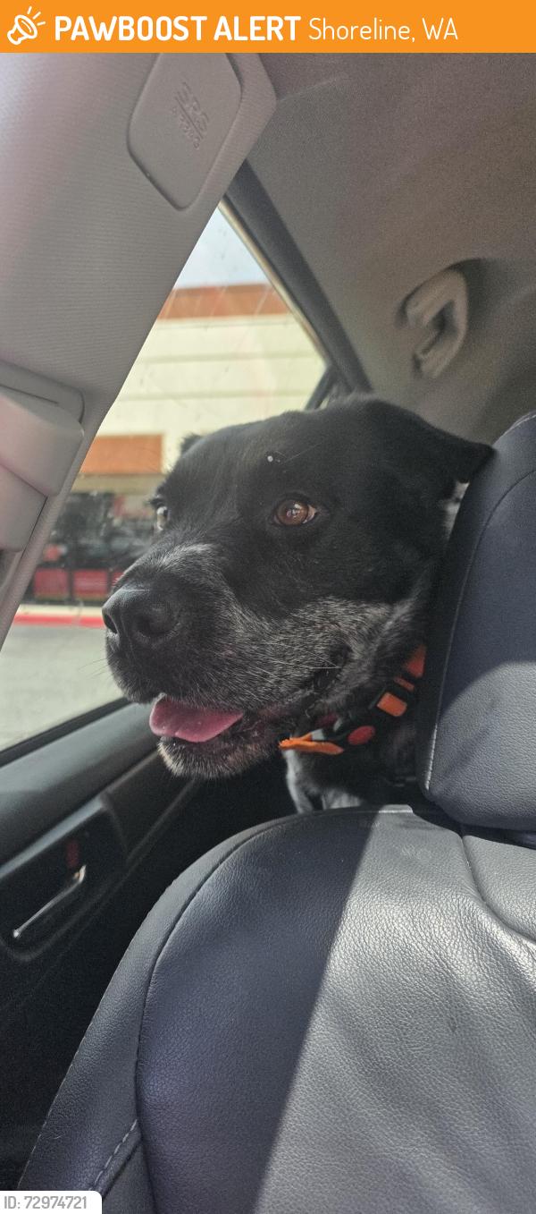 Found/Stray Male Dog last seen 165th Auora , Shoreline, WA 98133