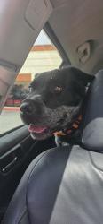 Found/Stray Male Dog last seen 165th Auora , Shoreline, WA 98133