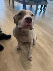 Shelter Stray Male Dog last seen ROCKLAND DR, 8311 Freedom Dr, Pearland, TX 77581, USA