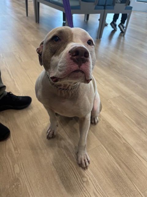 Shelter Stray Male Dog last seen ROCKLAND DR, 8311 Freedom Dr, Pearland, TX 77581, USA