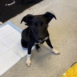Shelter Stray Female Dog last seen CENTRAL AND CHESNUT, Alameda, CA 94501
