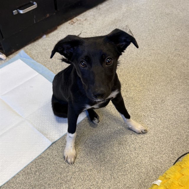 Shelter Stray Female Dog last seen CENTRAL AND CHESNUT, Alameda, CA 94501