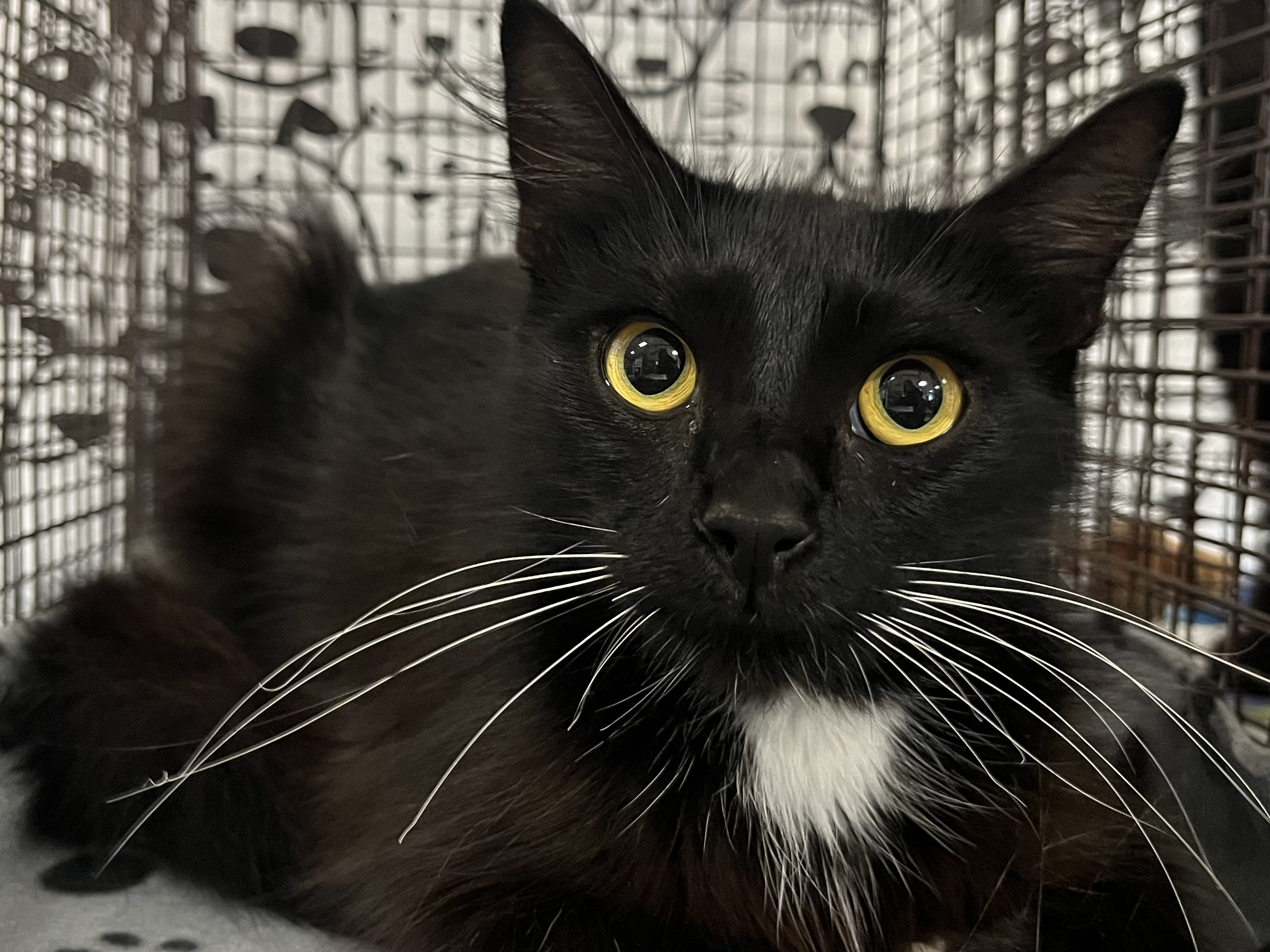 Shelter Stray Female Cat last seen , 957 N Gaffey St, San Pedro, CA 90731, USA