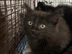 Shelter Stray Female Cat last seen , 957 N Gaffey St, San Pedro, CA 90731, USA