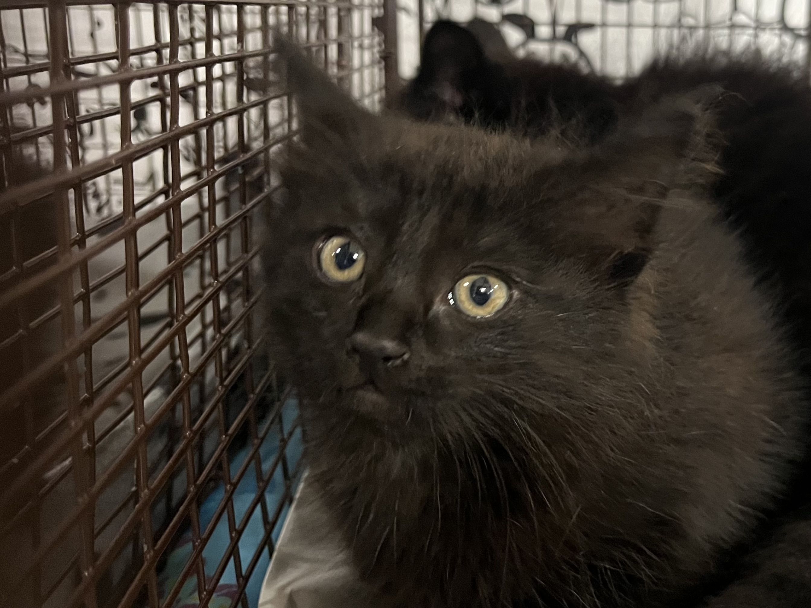 Shelter Stray Female Cat last seen , 957 N Gaffey St, San Pedro, CA 90731, USA